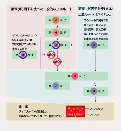 血友病インヒビターに対抗する2つのアプローチ - バイパス療法のメカニズム