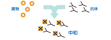 病原体・異物の認識【図1】(血友病基礎講座)