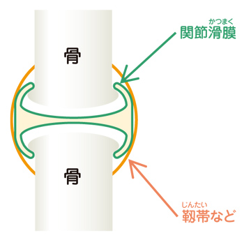 関節のしくみ